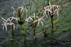 Crinum malabaricum